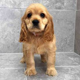 Cocker Spaniel