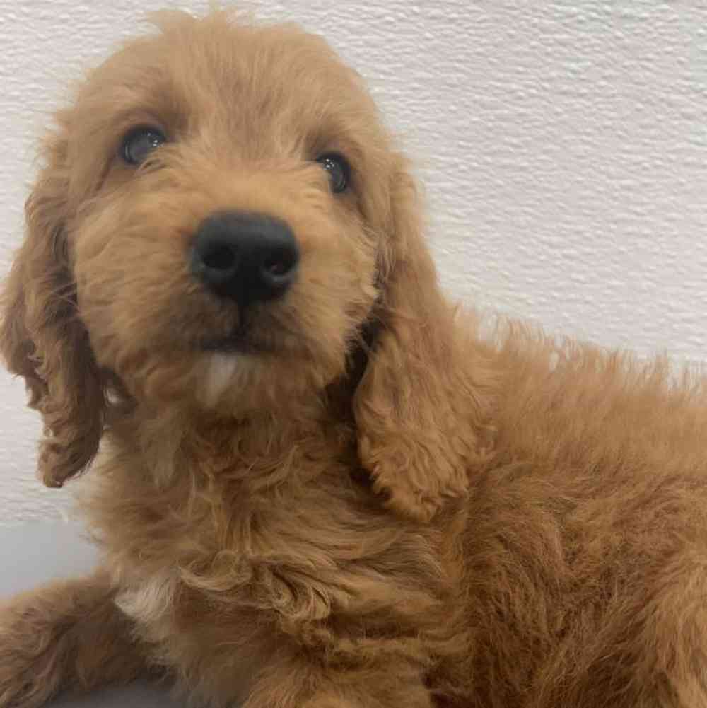Male Mini Goldendoodle Puppy for Sale in Orange Park, FL