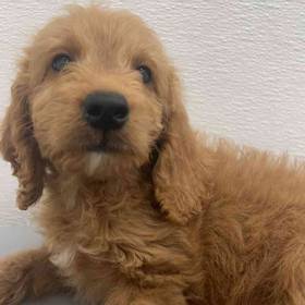 Mini Goldendoodle