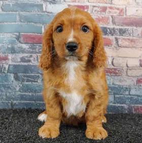 Cavalier King Charles Spaniel
