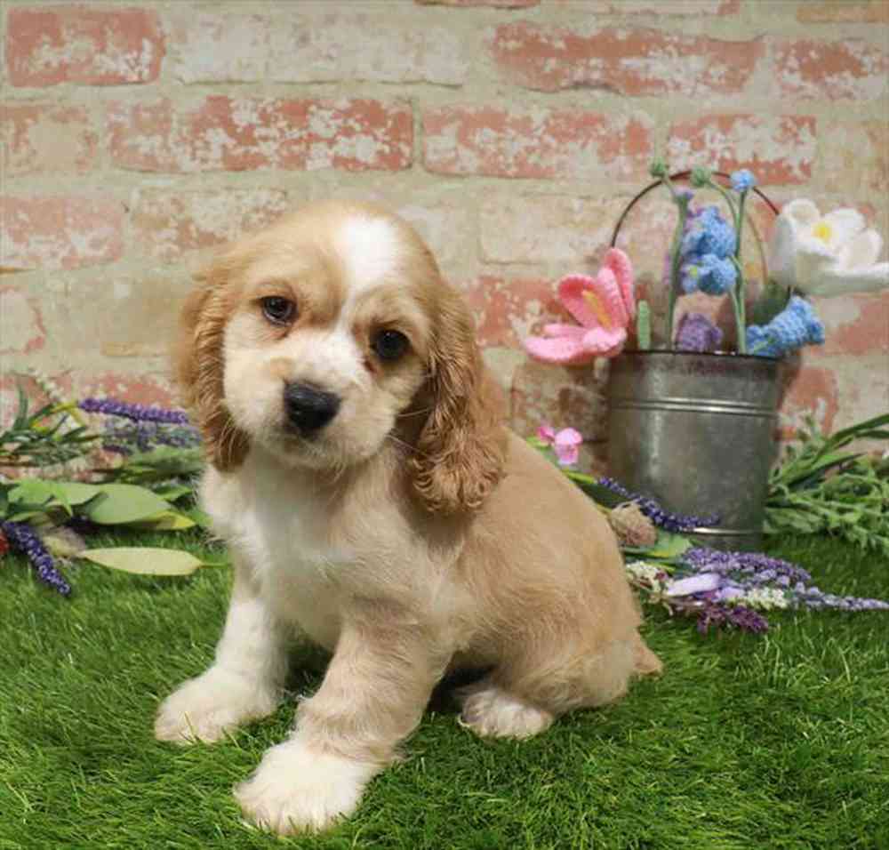 carousel pet images