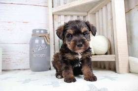 Schnoodle