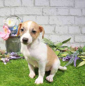 Jack Russell Terrier