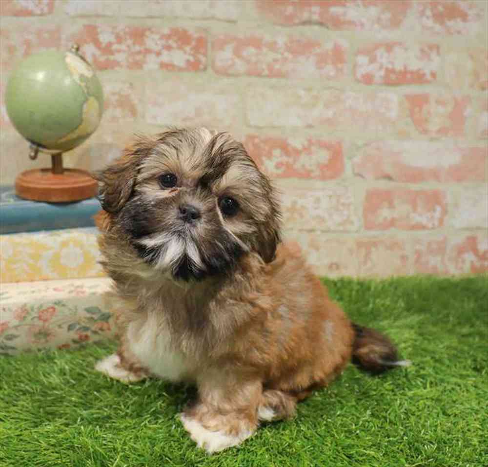 carousel pet images
