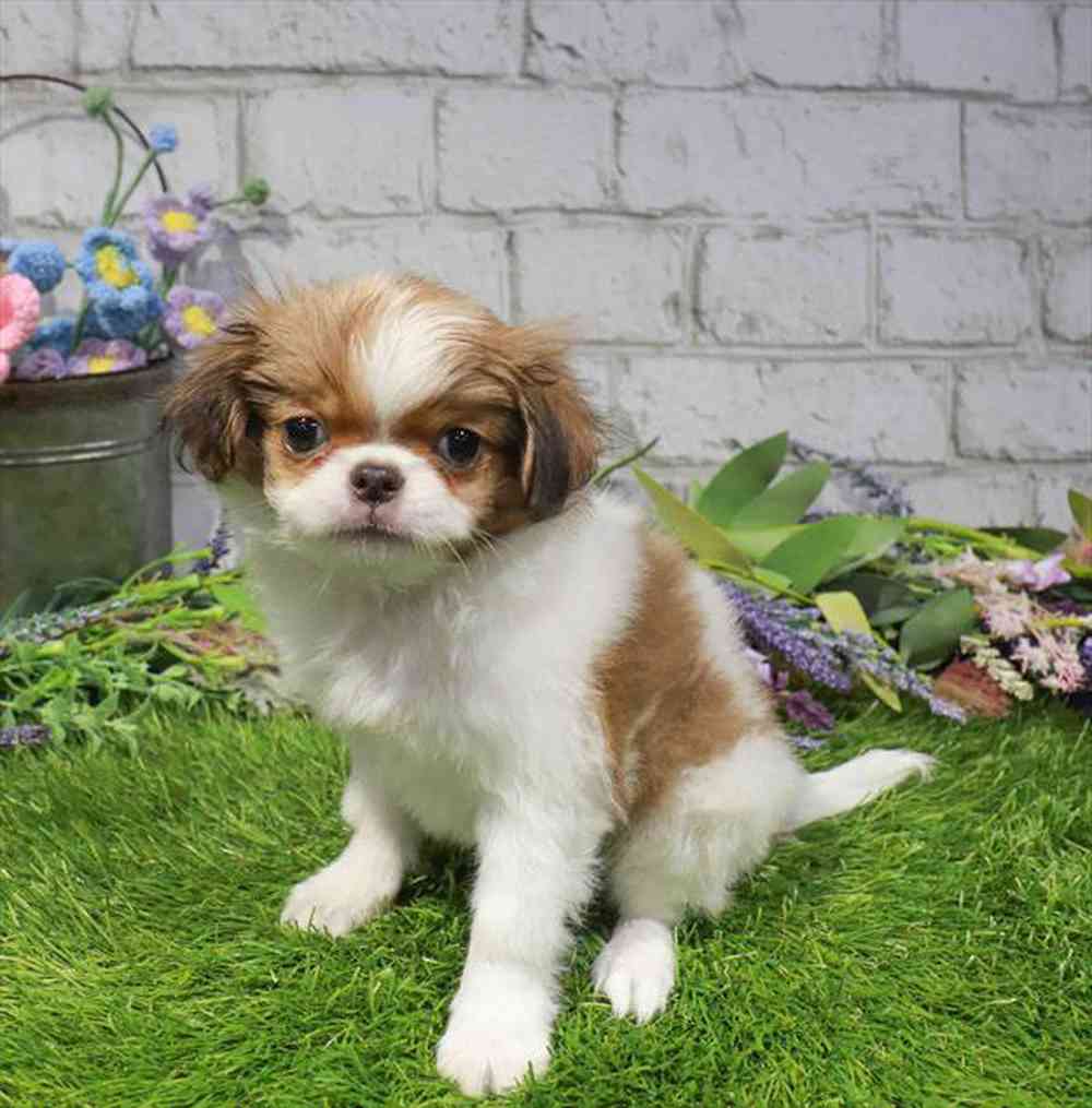 carousel pet images