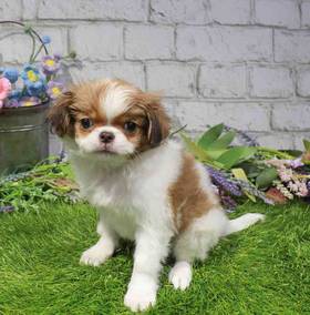 Japanese Chin