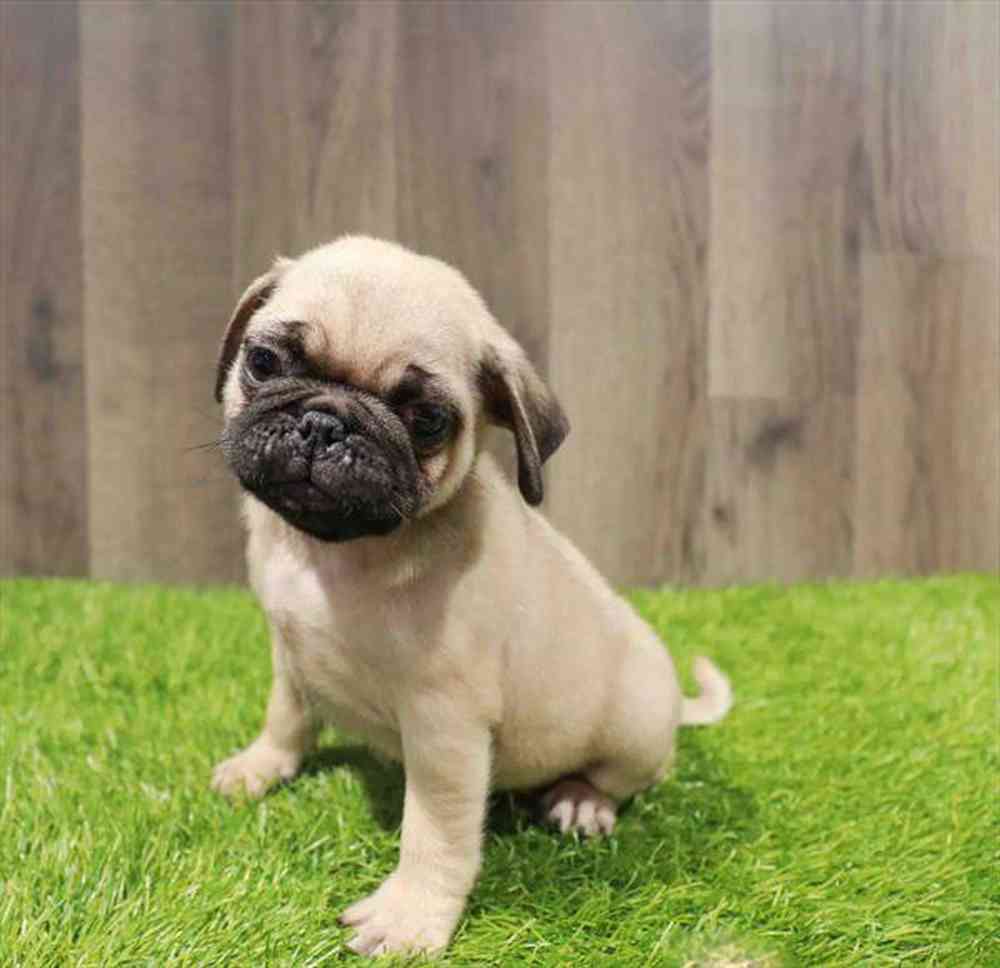carousel pet images