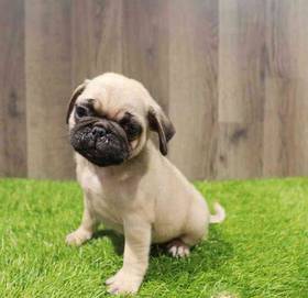 Pug