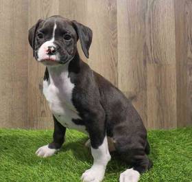 Boxer