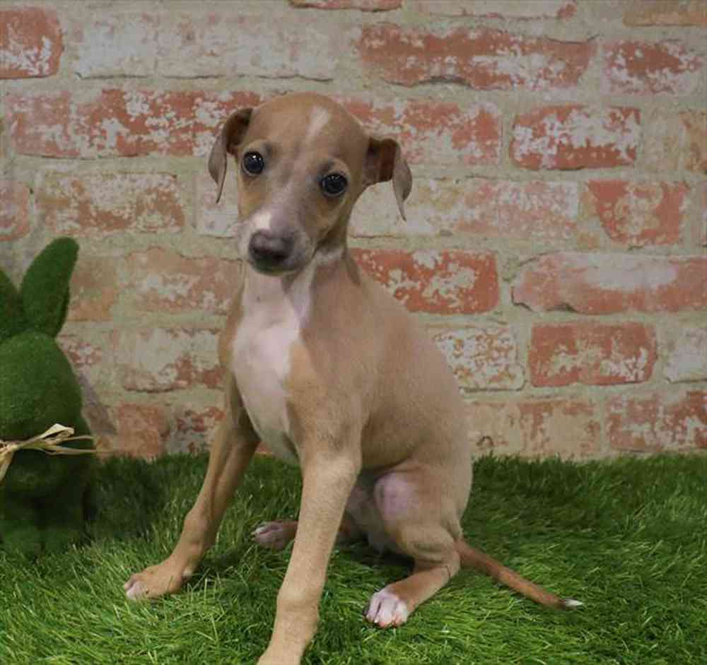 Image of a pet breed in the gallery