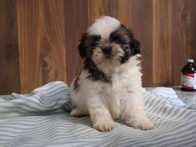 Shih Tzu