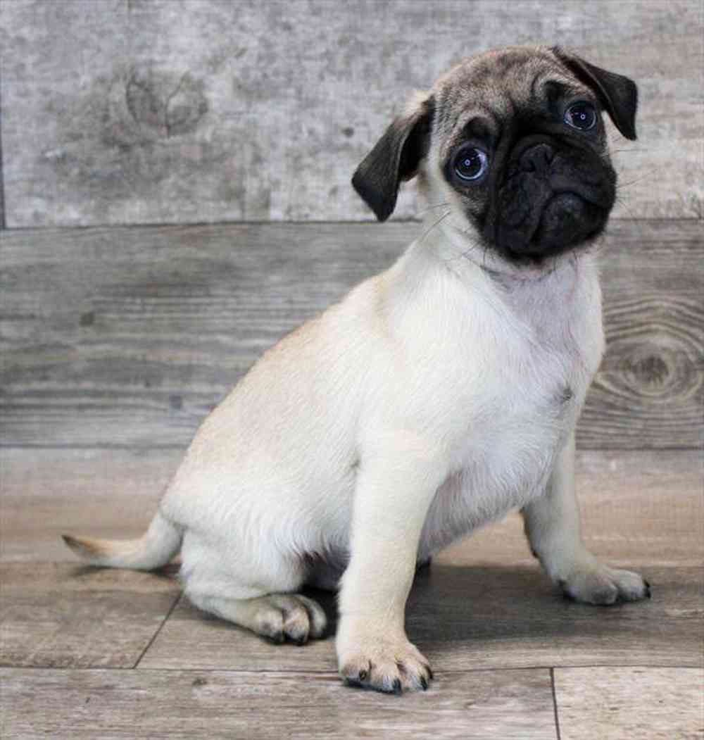 carousel pet images