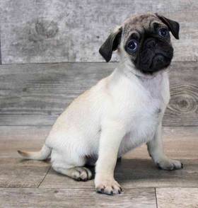 Pug