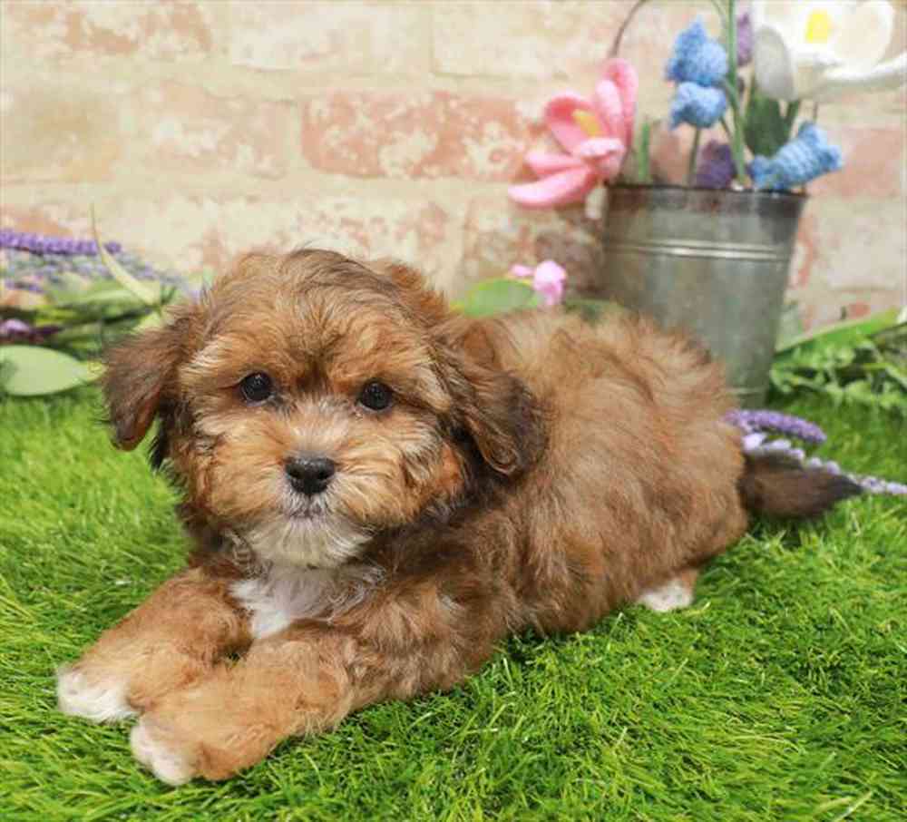 carousel pet images