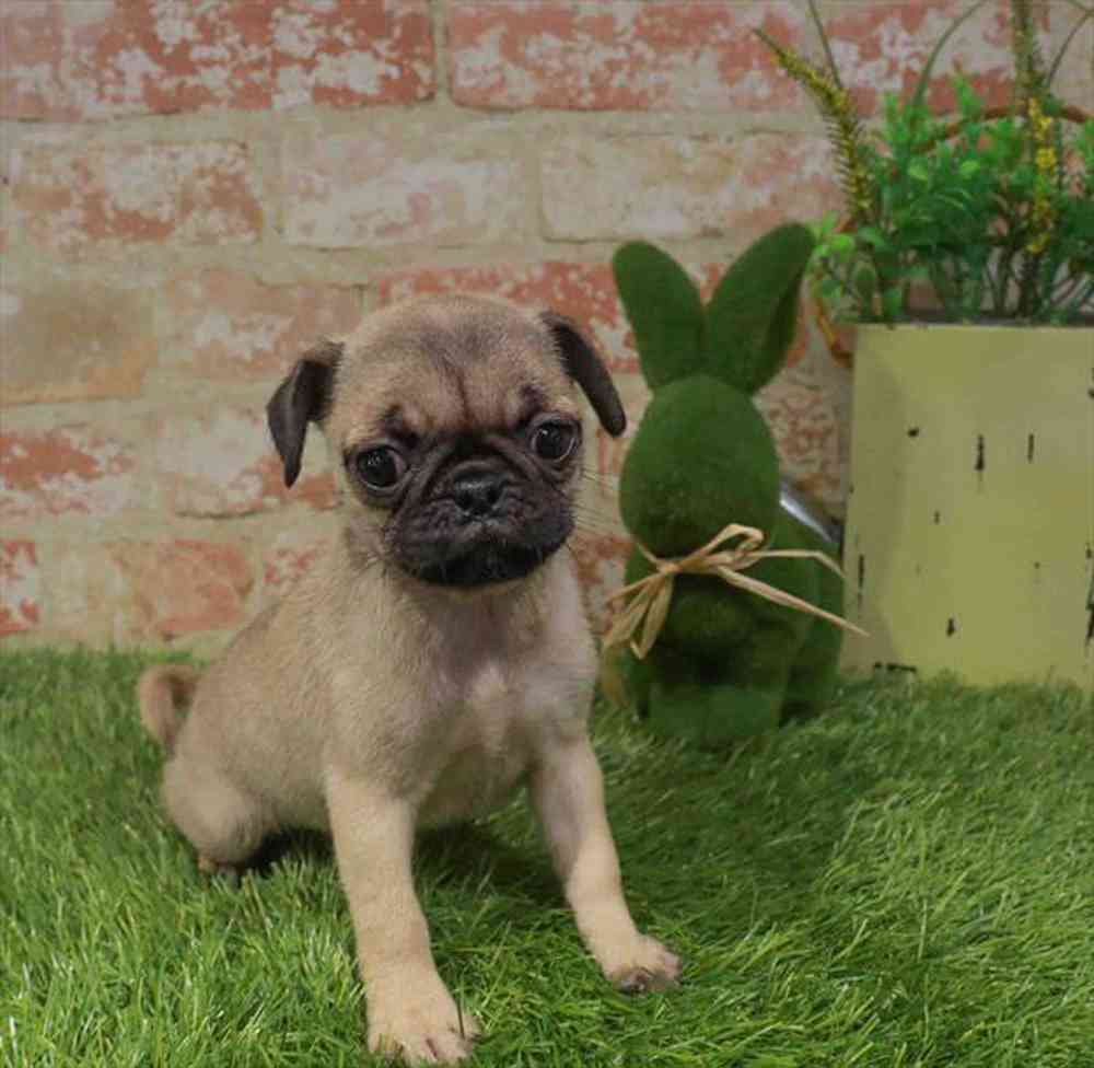 Image of a pet breed in the gallery