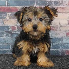 Yorkie