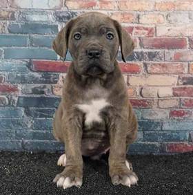 Cane Corso