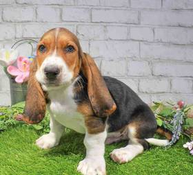 Basset Hound