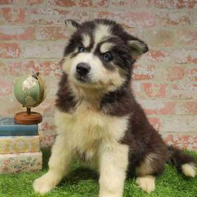 Siberian Husky
