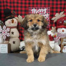 Cavapom