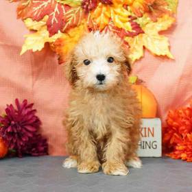 Bichapoo