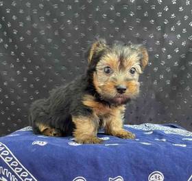 Yorkie
