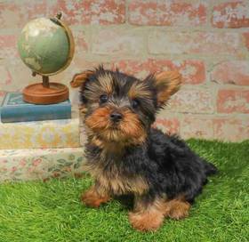 Silky Terrier