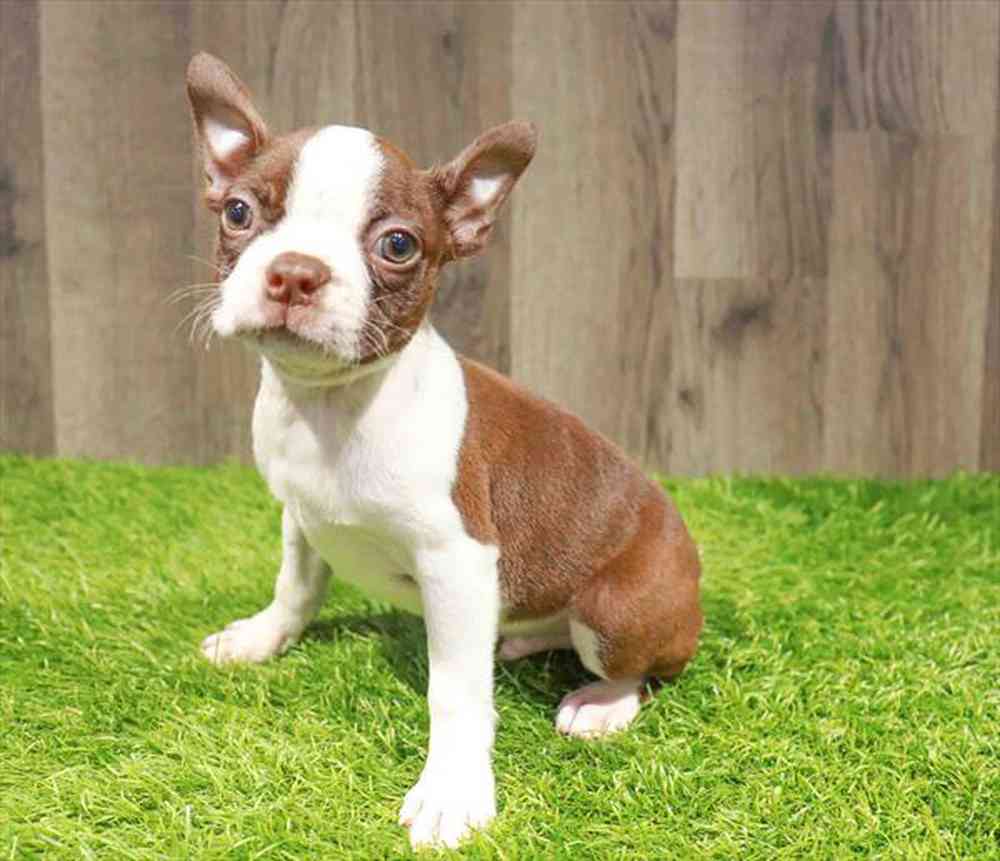 carousel pet images