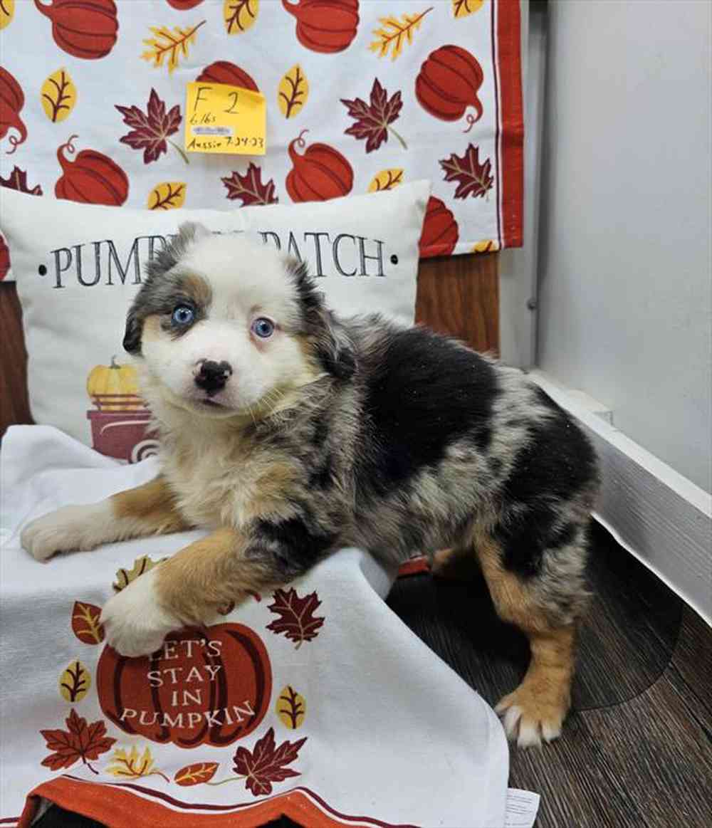carousel pet images