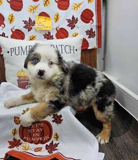 Miniature Australian Shepherd