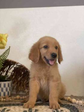 Golden Retriever