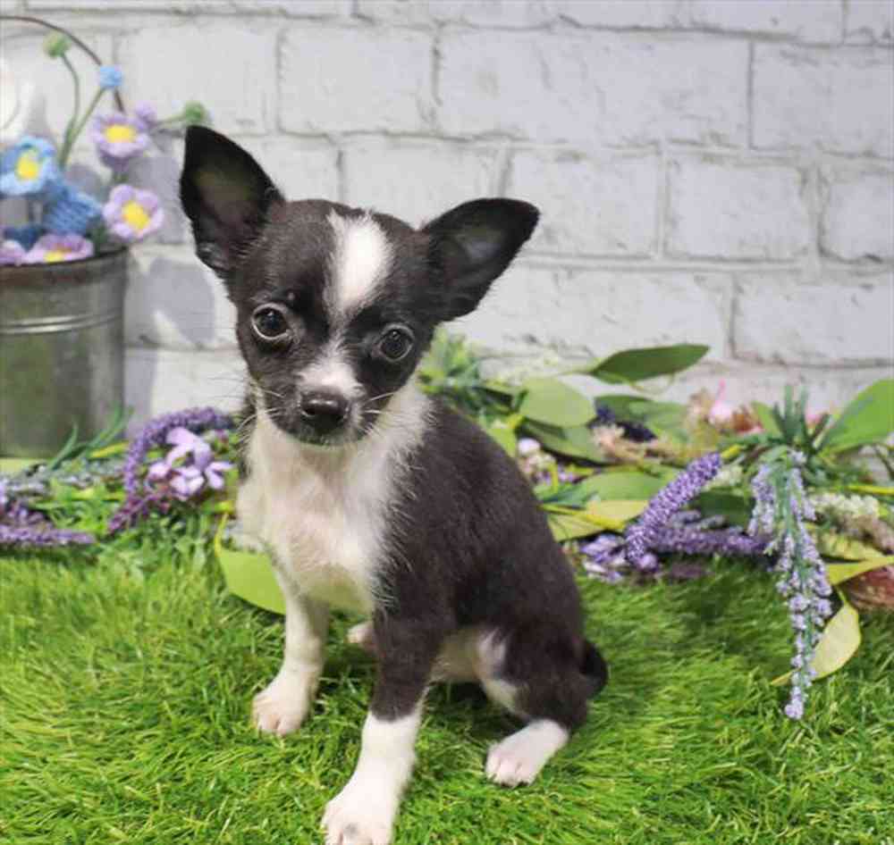 carousel pet images