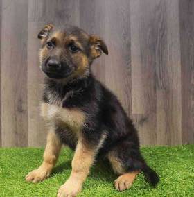 German Shepherd