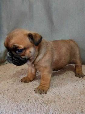 Bullpug
