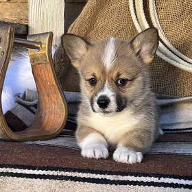 Pembroke Welsh Corgi-Cardigan Welsh Corgi