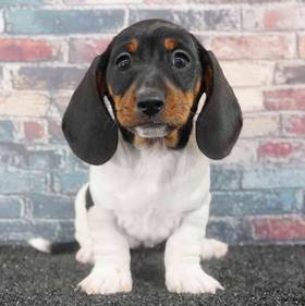 Dachshund