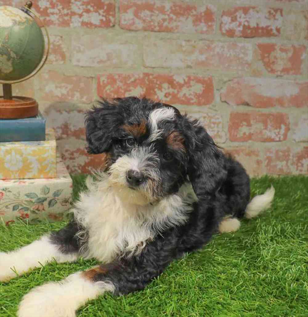 carousel pet images