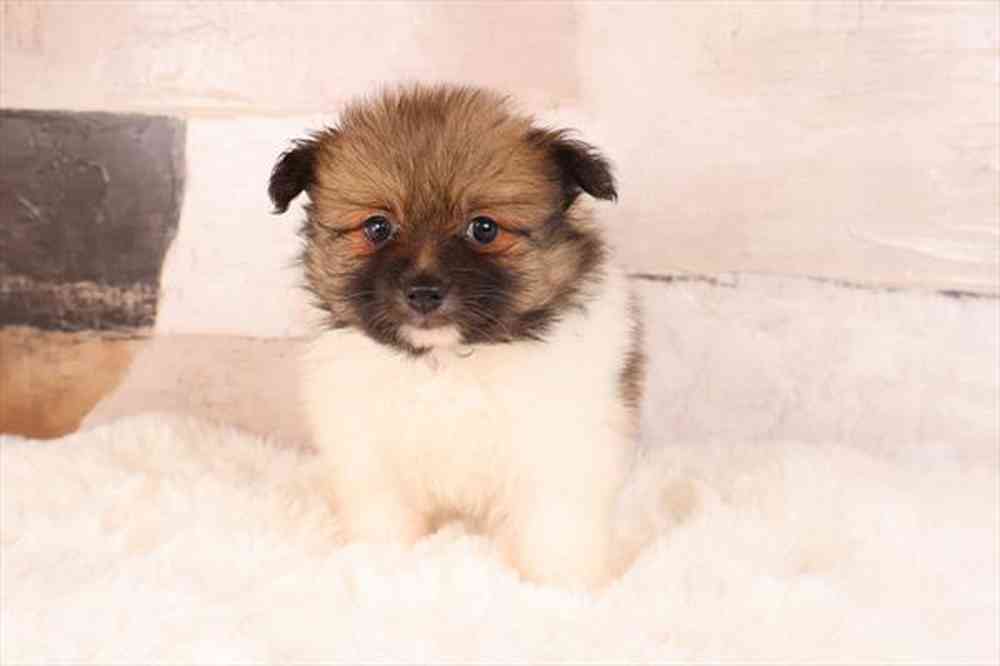 carousel pet images