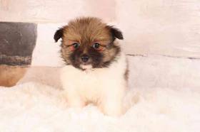 Pomeranian