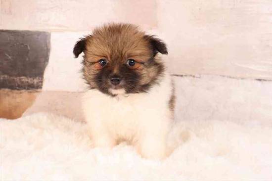 Pomeranian