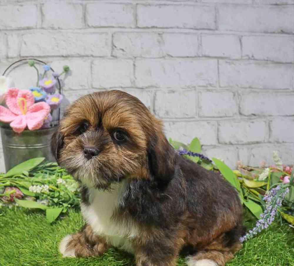 carousel pet images