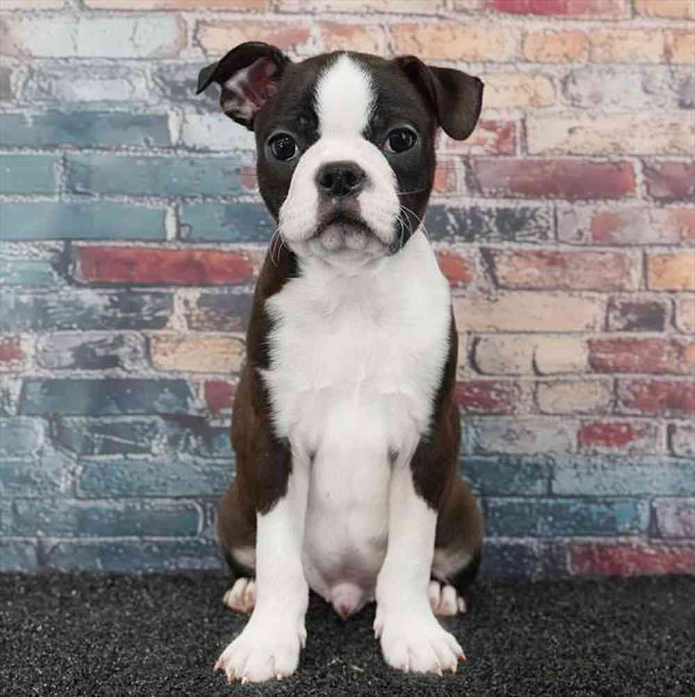 carousel pet images
