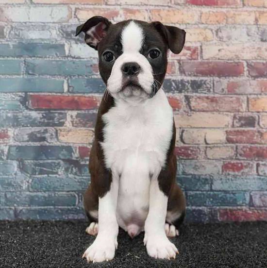 Boston Terrier