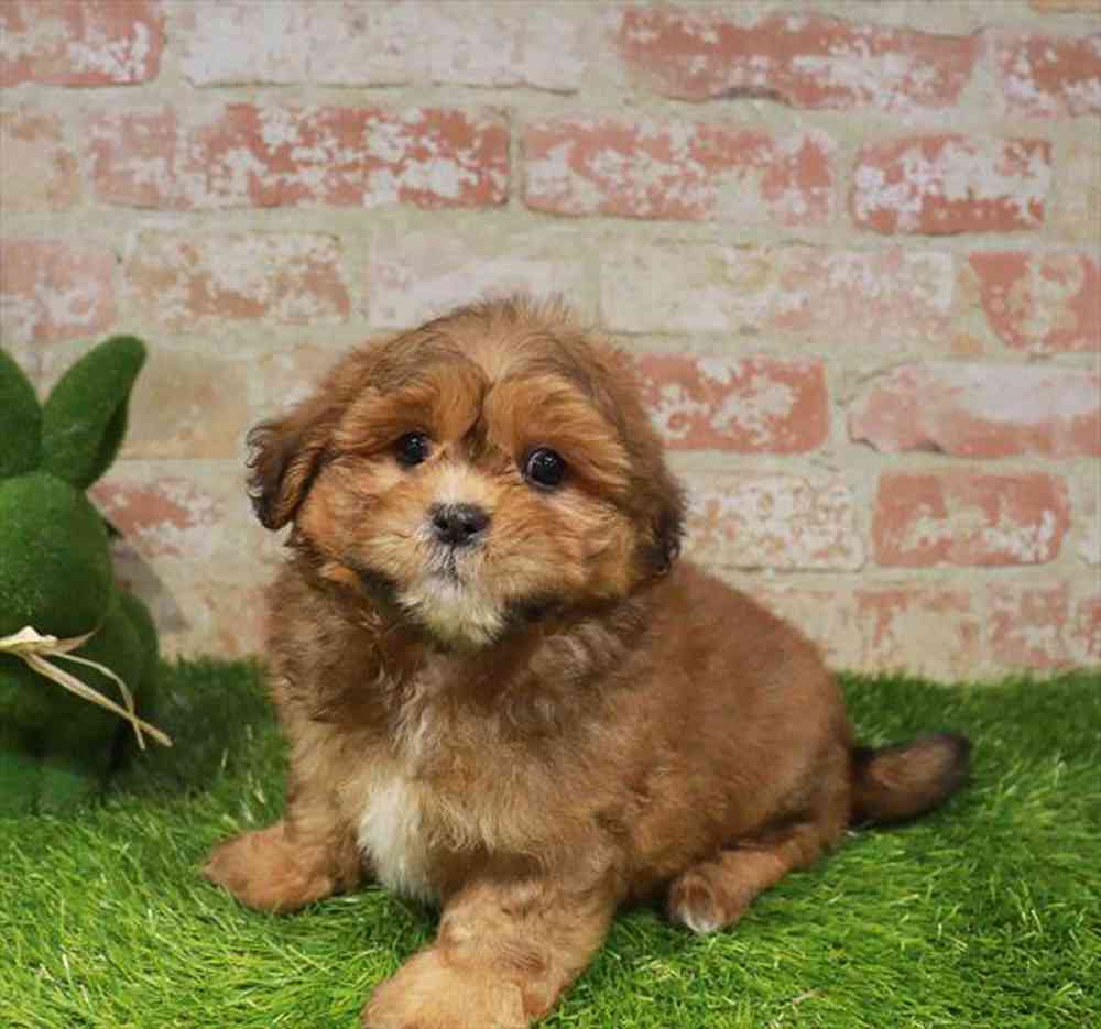 carousel pet images