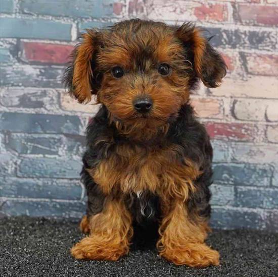 Yorkie-Poo