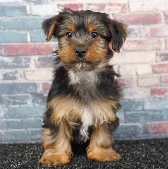 Yorkie