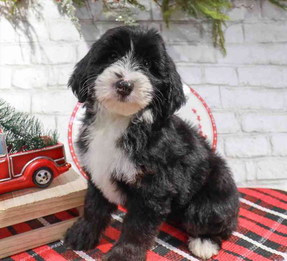 carousel pet images