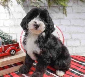 Mini Sheepadoodle