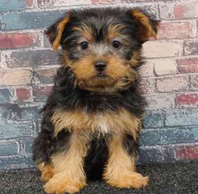Yorkie