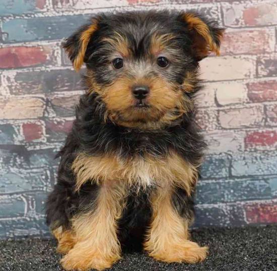 Yorkie